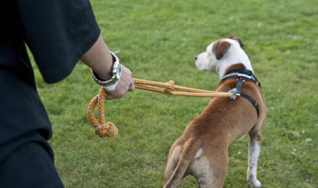 Köpeğin Tetiği Çekmesiyle Yaralanan Adam!