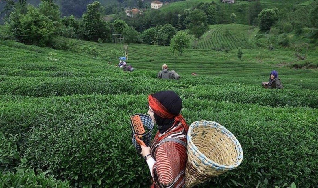 Rize’den 8 Ayda 74 Milyon Dolar Çay İhracatı!